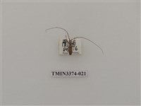 藏品(五星白天牛)的圖片